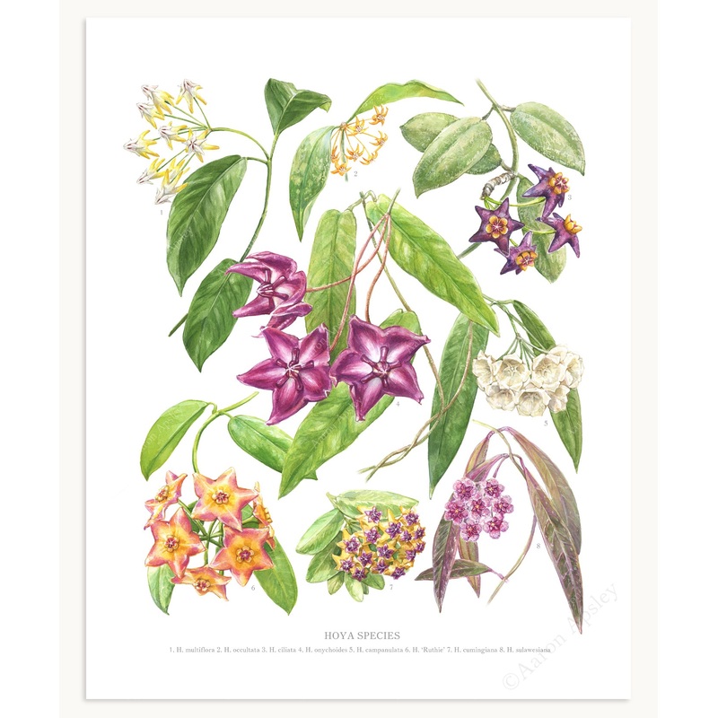 Hoya Species Print (Small)|8″x10″