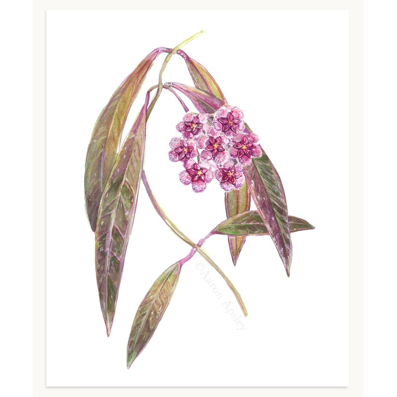 Hoya sulawesiana Print|8″x10″|11″x14″