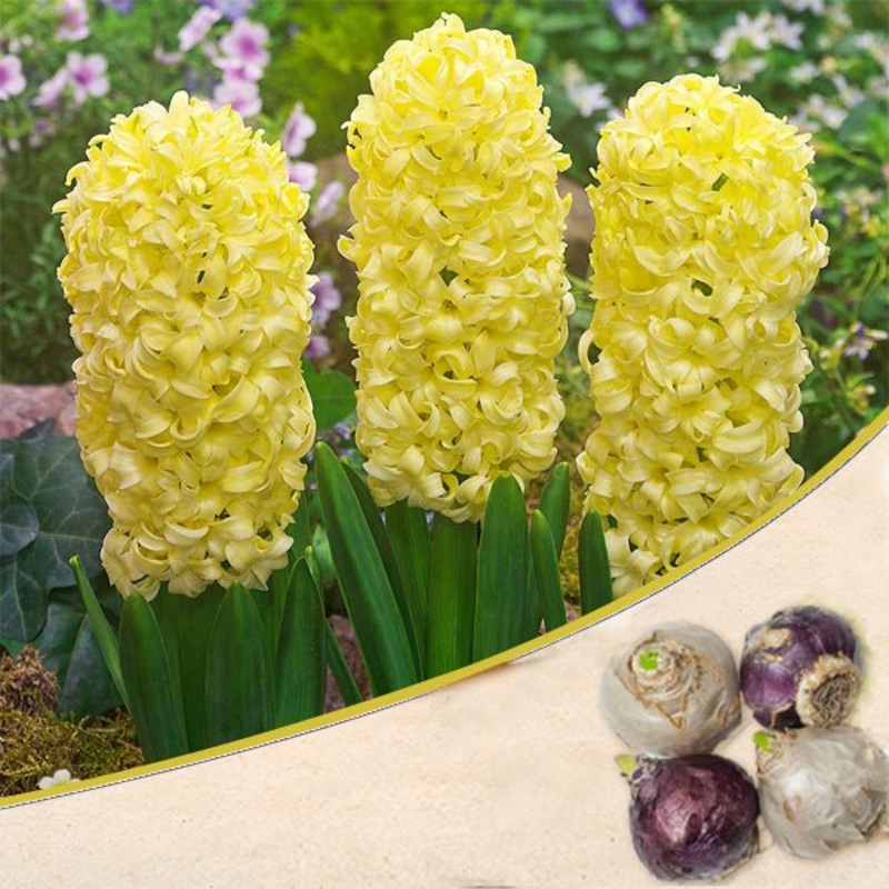 Hyacinth City of Harlem (Yellow) – Bulbs (set of 5)