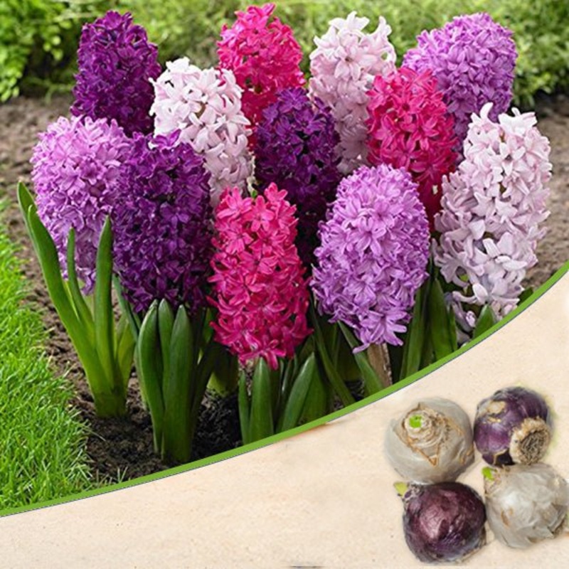 Hyacinth (Random Color) – Bulbs
