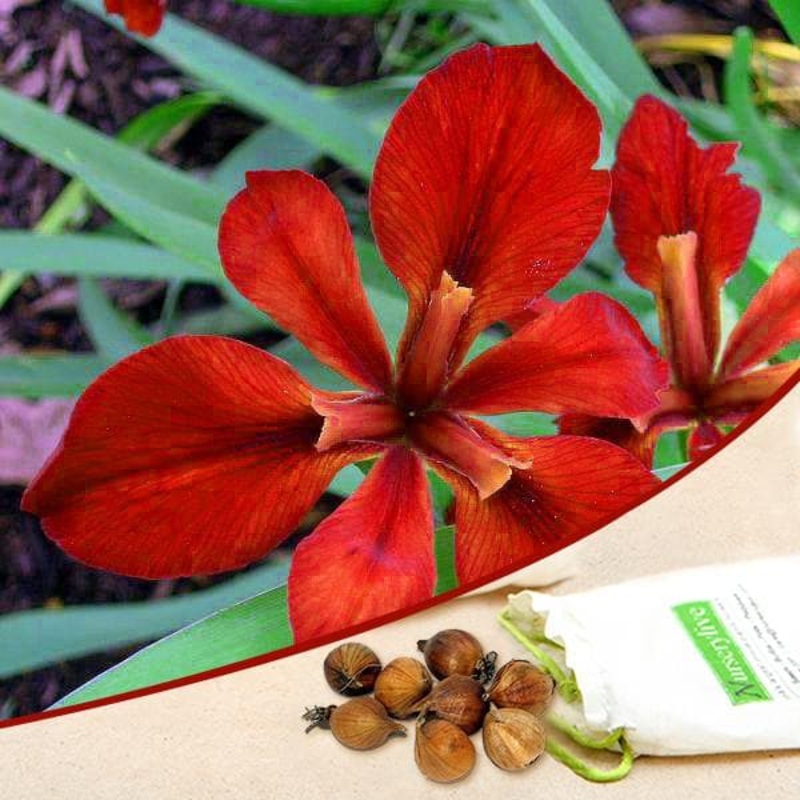 Iris (Red) – Bulbs (set of 5)