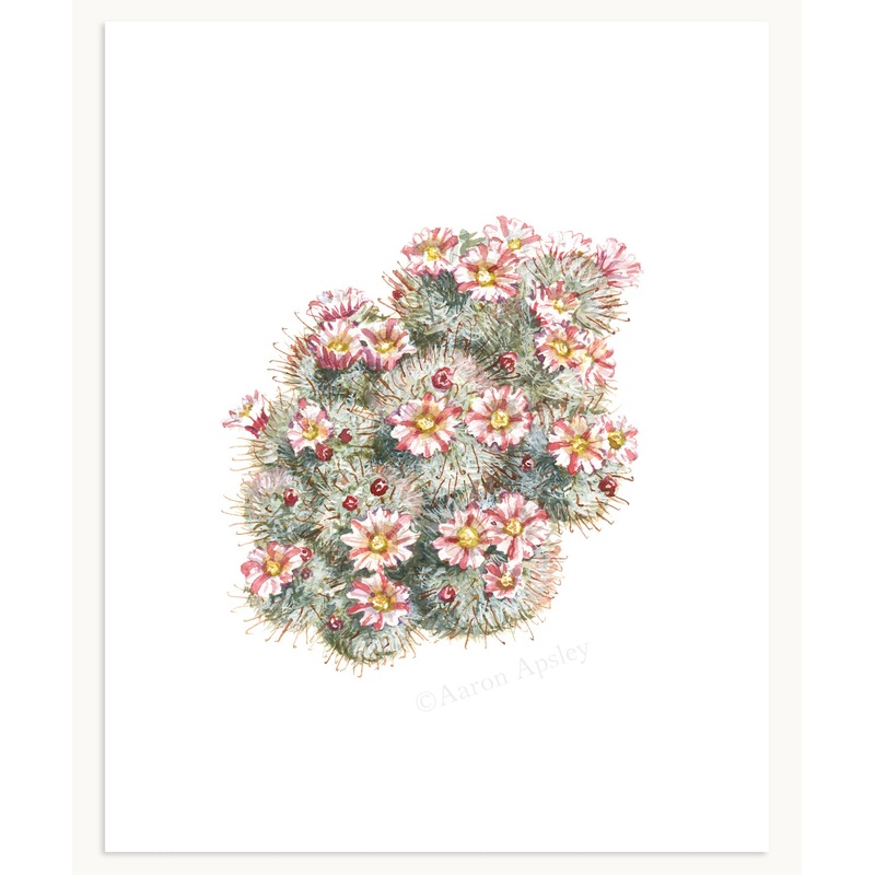 Mammillaria bocasana Print|8″x10″