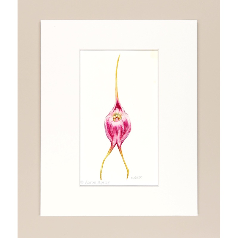Masdevallia infracta  – Original Watercolor