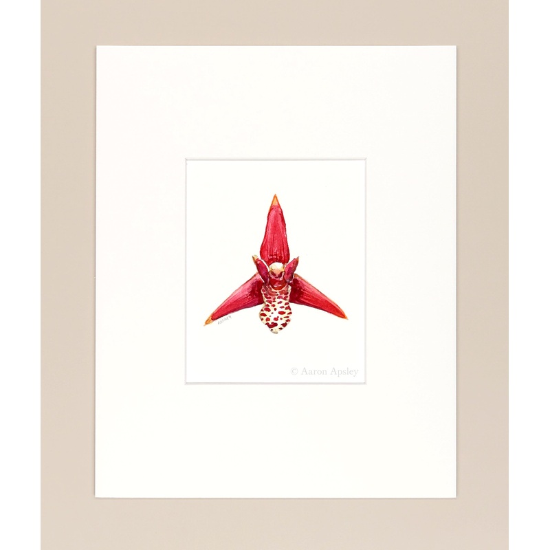 Maxillaria tenuifolia – Original Watercolor