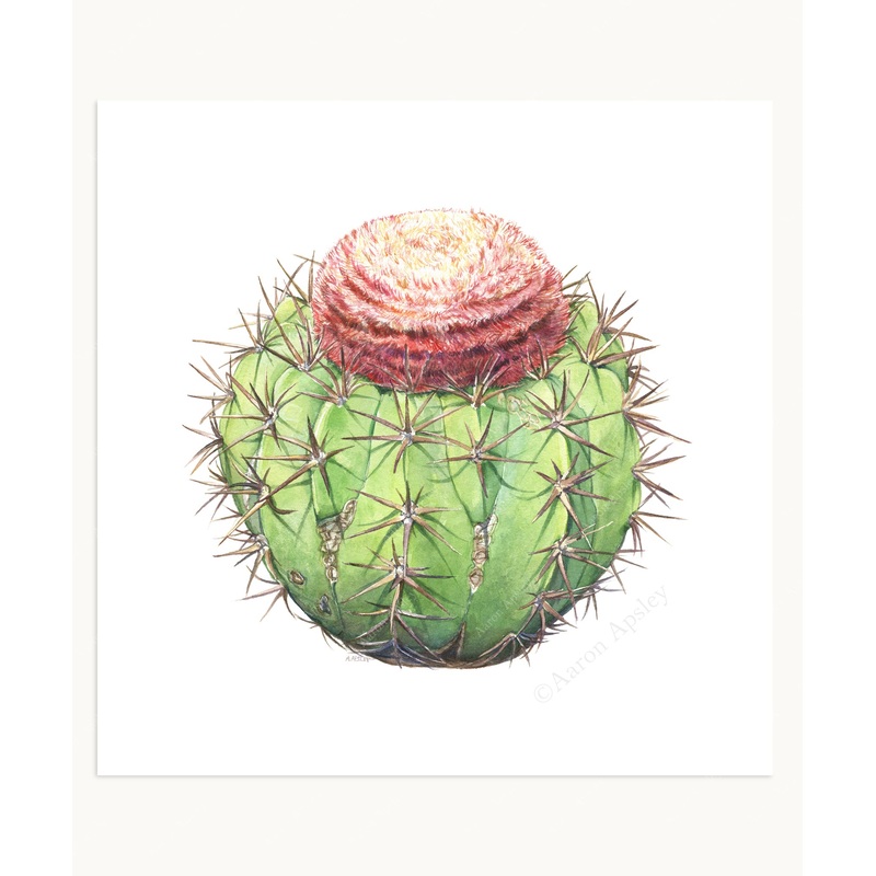 Melocactus Print|8″x8″|10″x10″|12″x12″