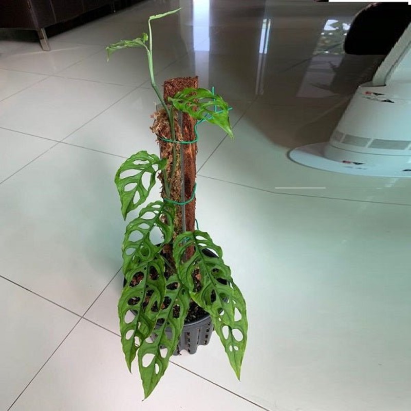 Monstera obliqua – Plant
