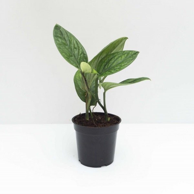 Monstera peru – Plant