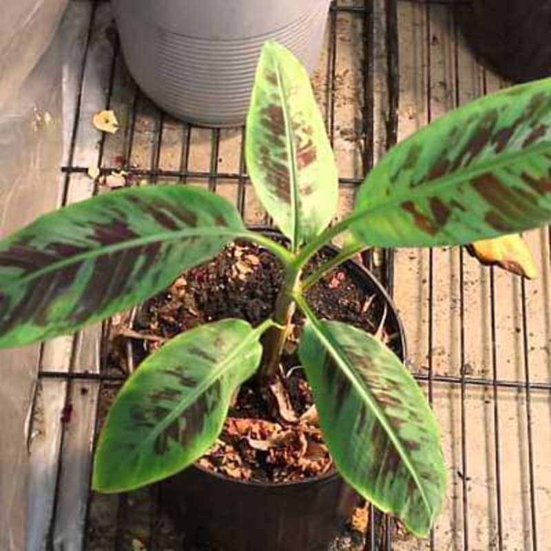 Musa zebrina – Plant
