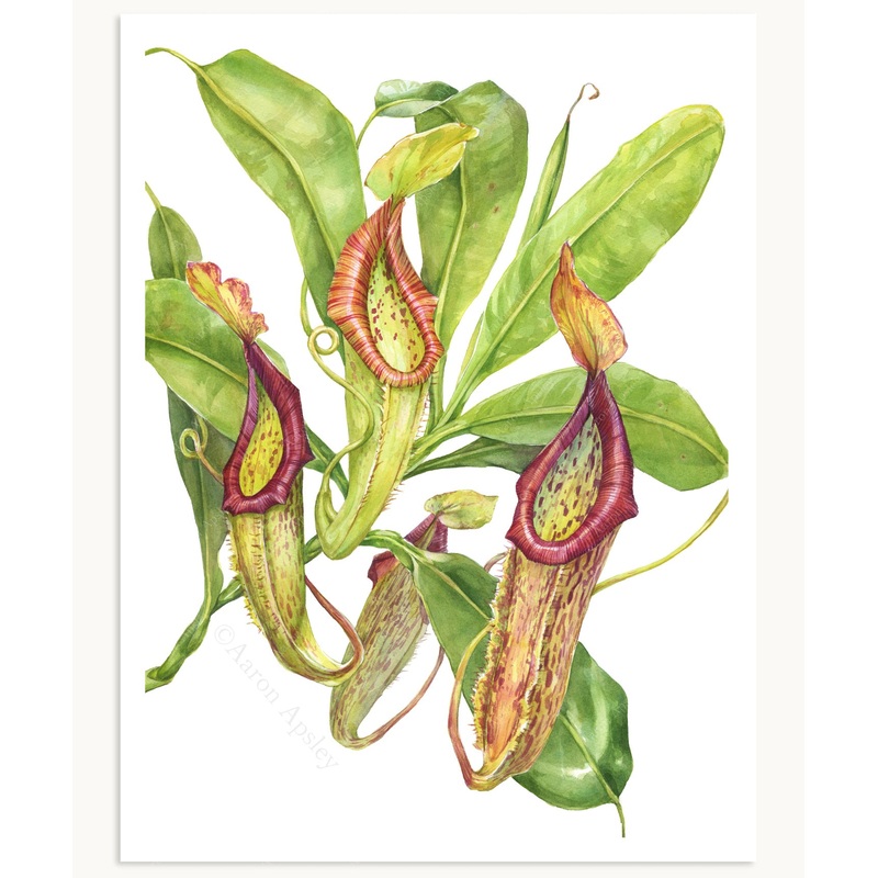 Nepenthes ‘Miranda’ Print|8″x10″|11″x14″|12″x16″