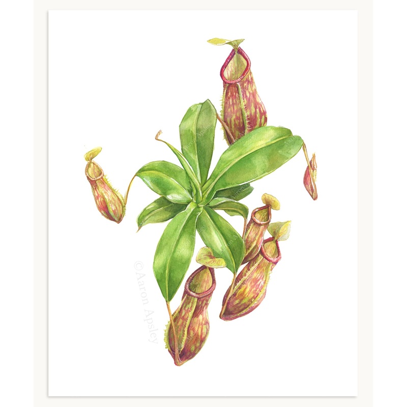 Nepenthes ‘St. Gaya’ Print|8″x10″|11″x14″|12″x16″