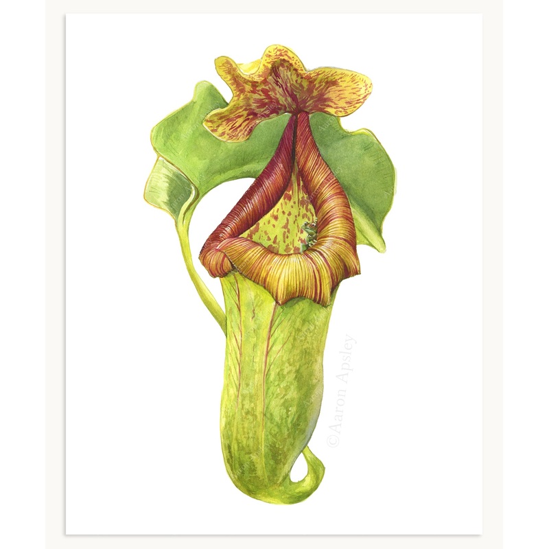 Nepenthes truncata Print|8″x10″|11″x14″|12″x16″