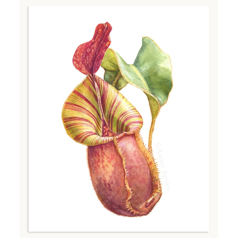 Nepenthes veitchii Print|8″x10″|11″x14″|12″x16″