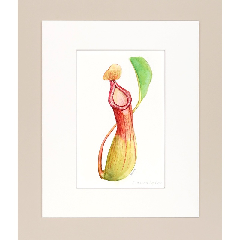 Nepenthes x ventrata – Original Watercolor