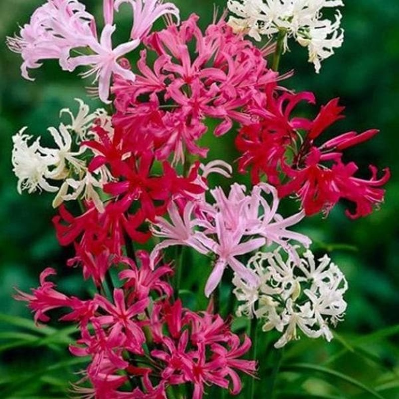 Nerine Lily (Random Color) – Bulbs (set of 10)