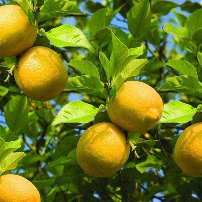 Nimboo, Lemon Tree (Big Fruit, Grafted) – Plant