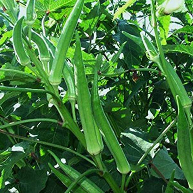 Okra Pusa Sawni – Desi Vegetable Seeds