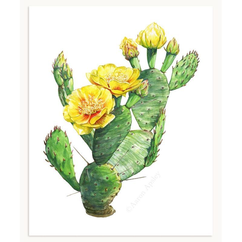 Opuntia humifusa Print|8″x10″|11″x14″|12″x16″