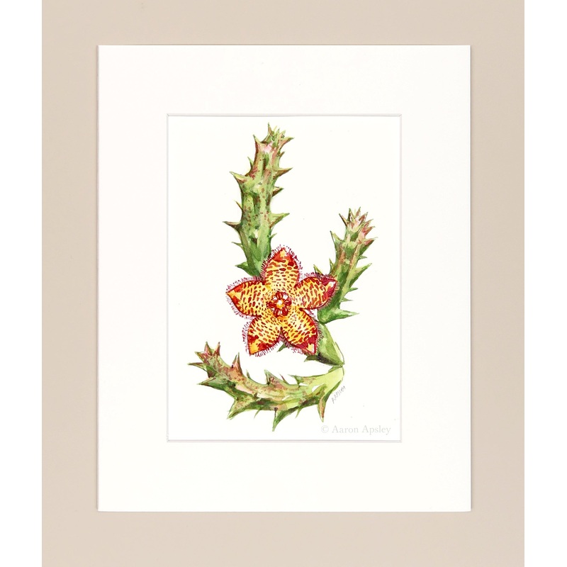 Orbea variegata – Original Watercolor