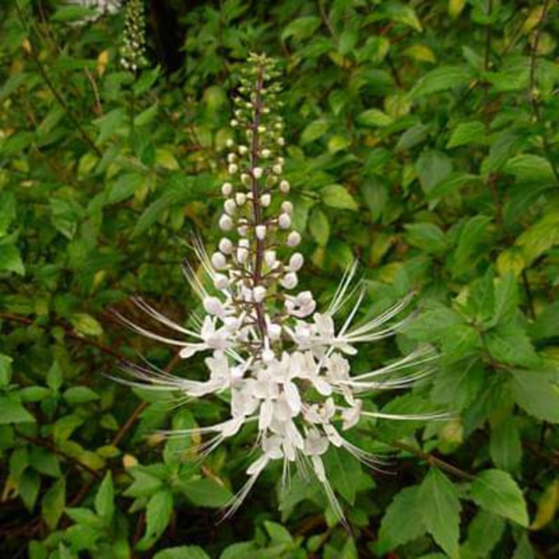 Orthosiphon stamineus – Plant