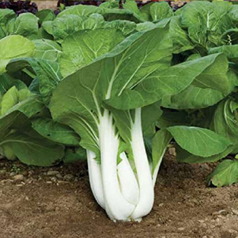 Pak Choy – Vegetable Seeds