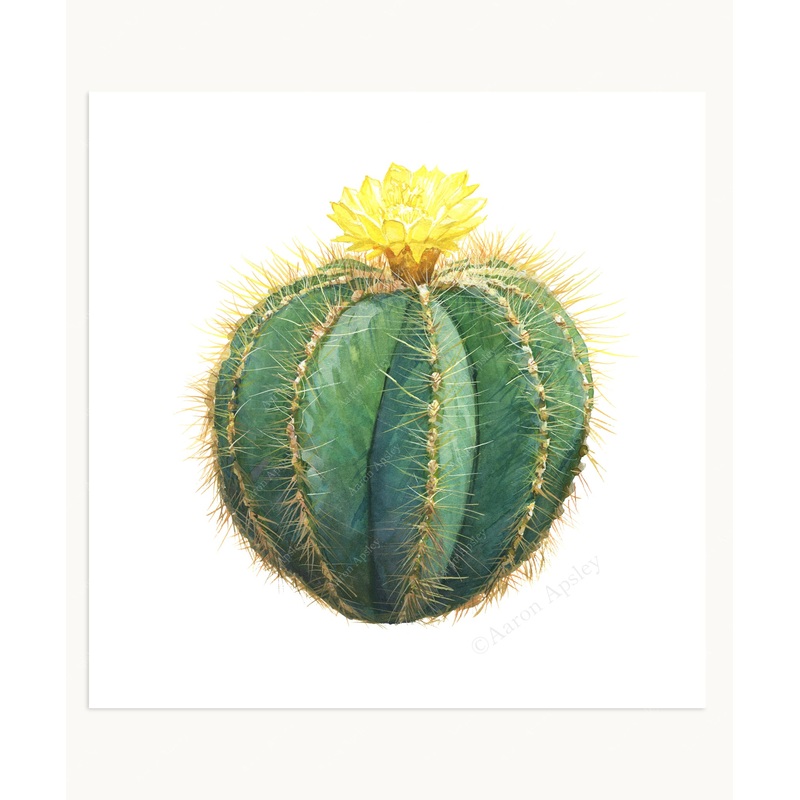 Parodia magnifica Print|8″x8″|10″x10″|12″x12″
