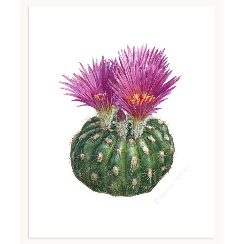 Parodia werneri Print|8″x10″