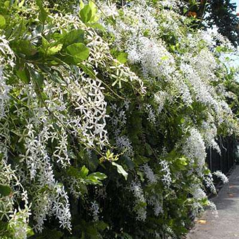 Petrea volubilis albiflora – Plant