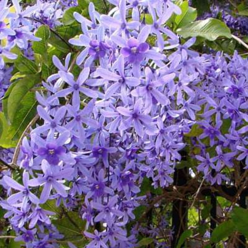 Petrea volubilis – Plant
