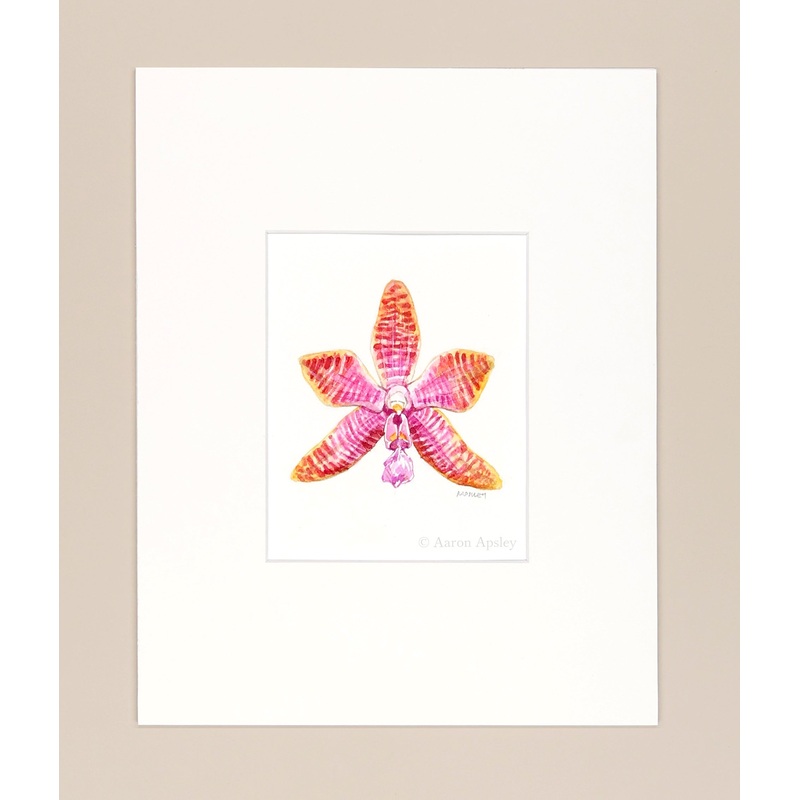 Phalaenopsis lueddemanniana – Original Watercolor