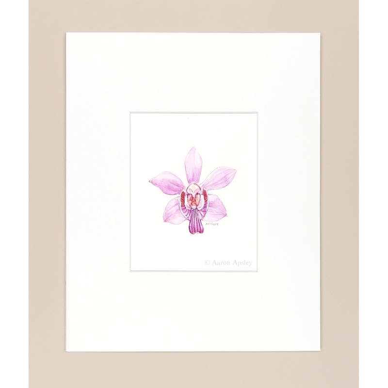 Phalaenopsis pulcherrima – Original Watercolor