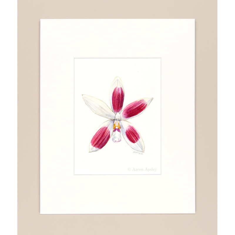 Phalaenopsis tetraspis – Original Watercolor