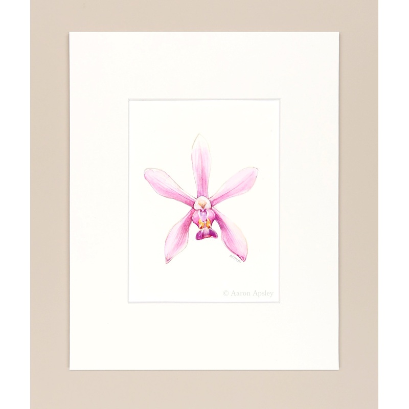 Phalaenopsis wilsonii – Original Watercolor