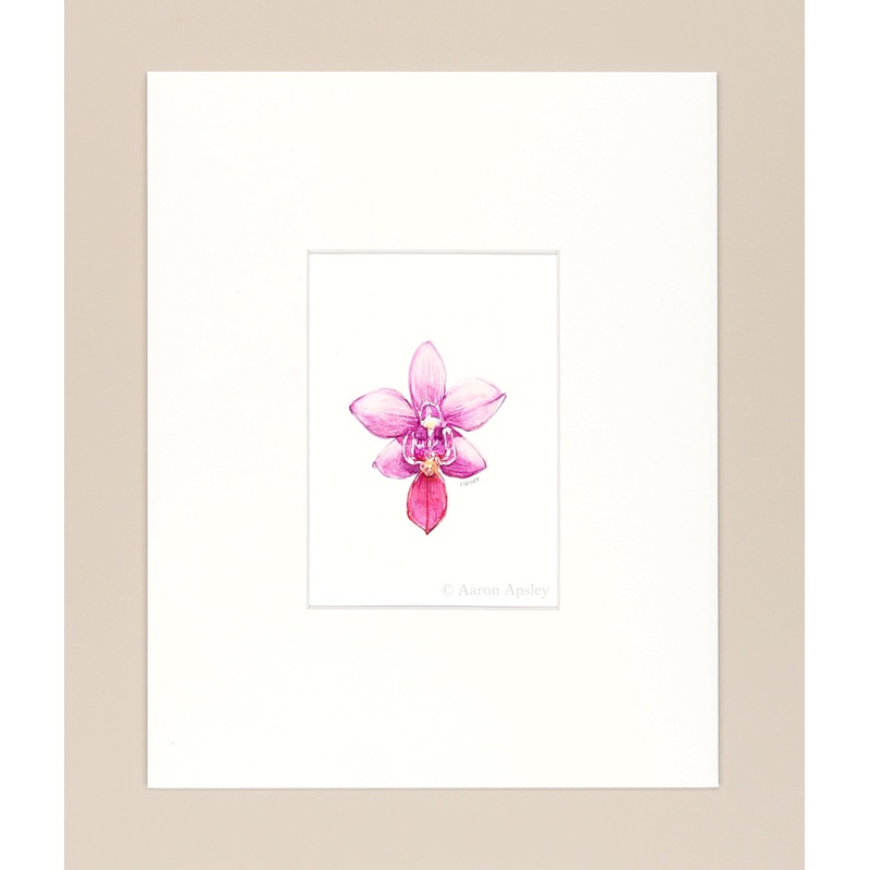 Phalenopsis equestris – Original Watercolor