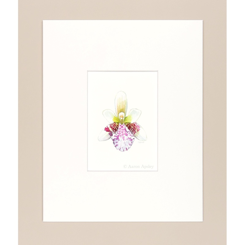 Phalenopsis japonica – Original Watercolor