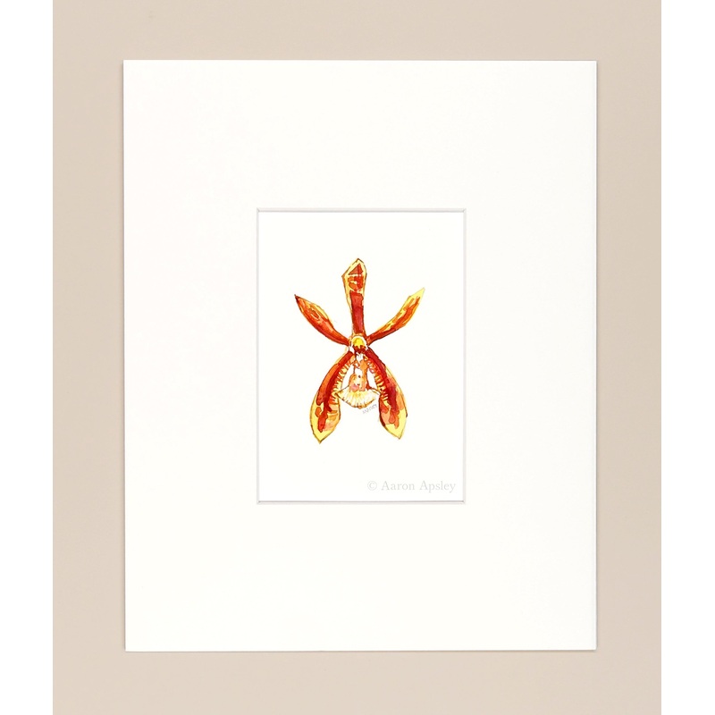 Phalenopsis mannii – Original Watercolor