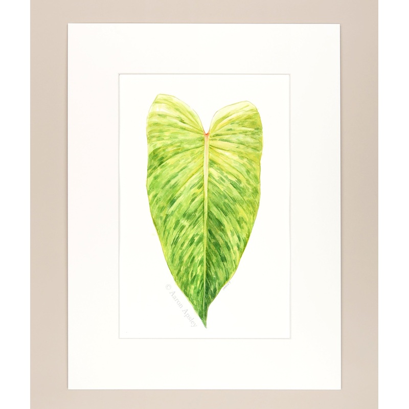 Philodendron ‘Painted Lady’ – Original Watercolor