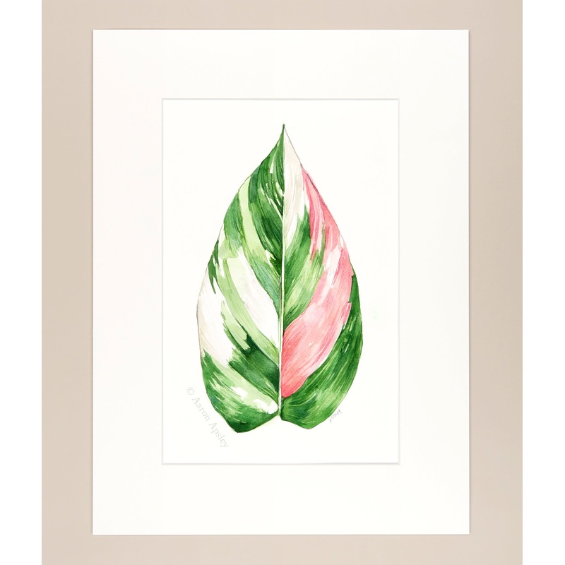 Philodendron White Princess – Original Watercolor