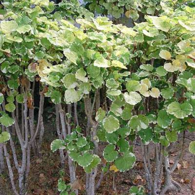 Polyscias balfouriana – Plant