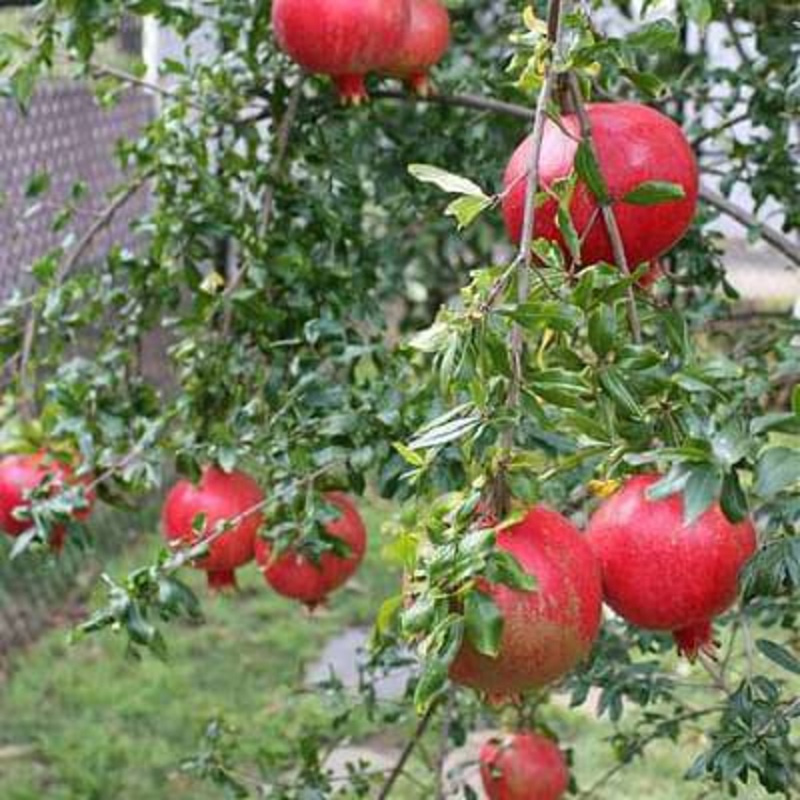 Punica granatum minima – Plant