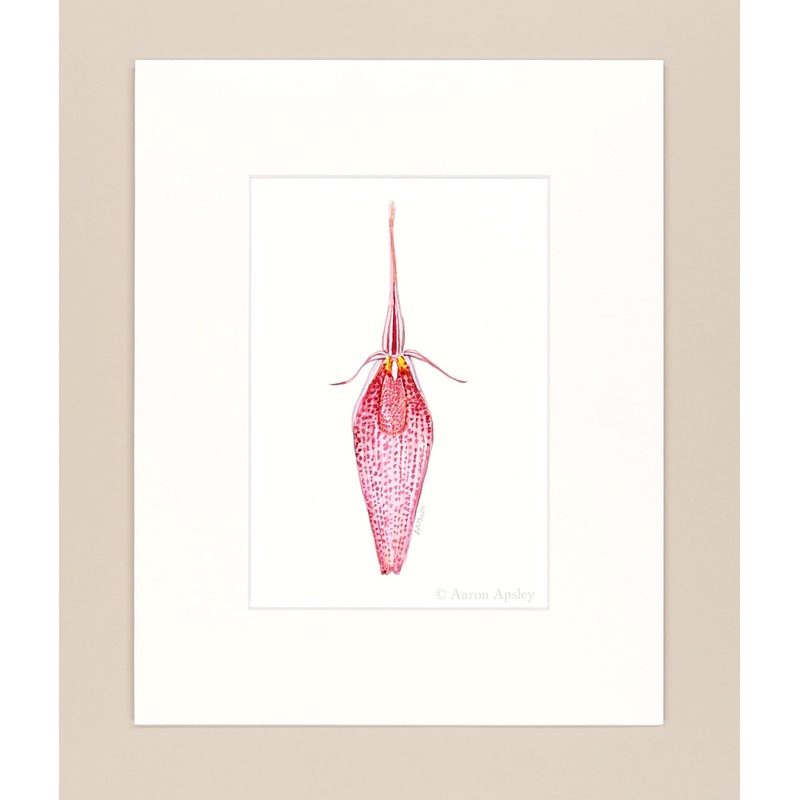 Restrepia guttulata – Original Watercolor