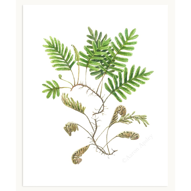 Resurrection Fern (Pleopeltis polypodioides) Print