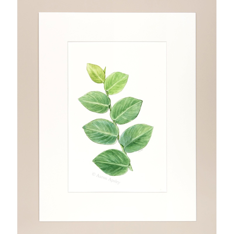 Rhaphidophora hayi – Original Watercolor