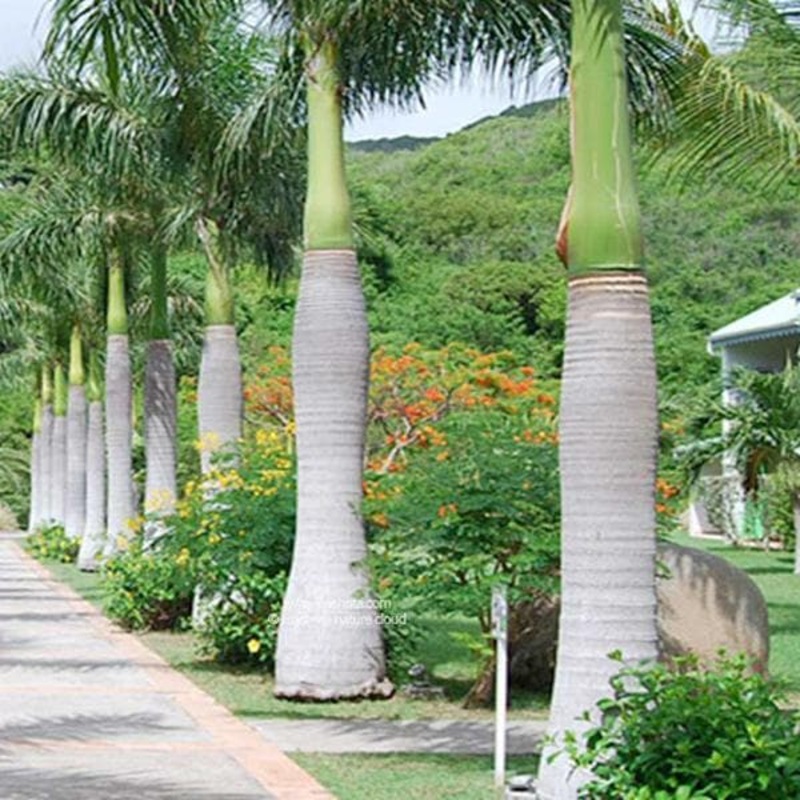 Roystonea Regia, Royal Palm – 0.5 kg Seeds