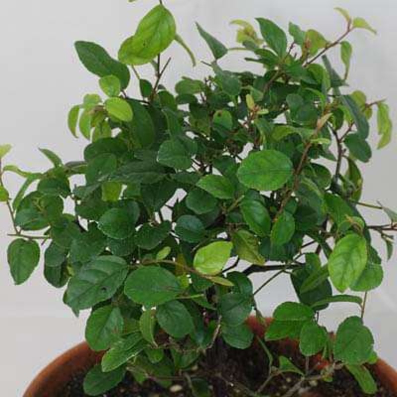 Sageretia theezans – Plant