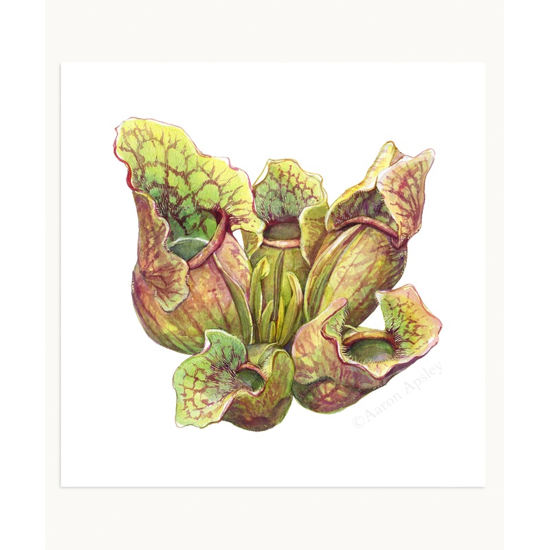 Sarracenia purpurea Print|8″x8″