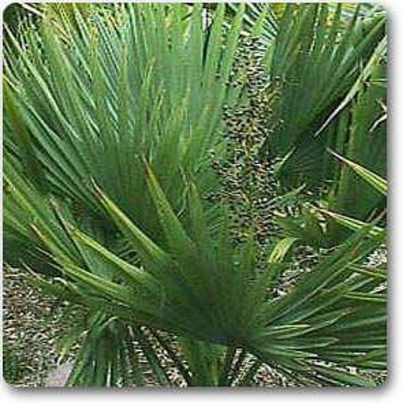 Saw palmetto – Plant
