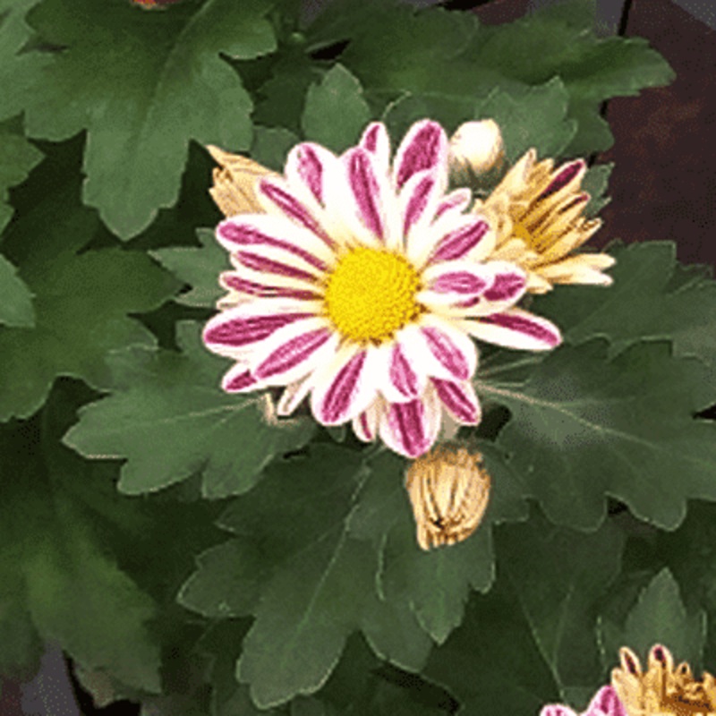 Shevanti, Chrysanthemum (White, Pink) – Plant