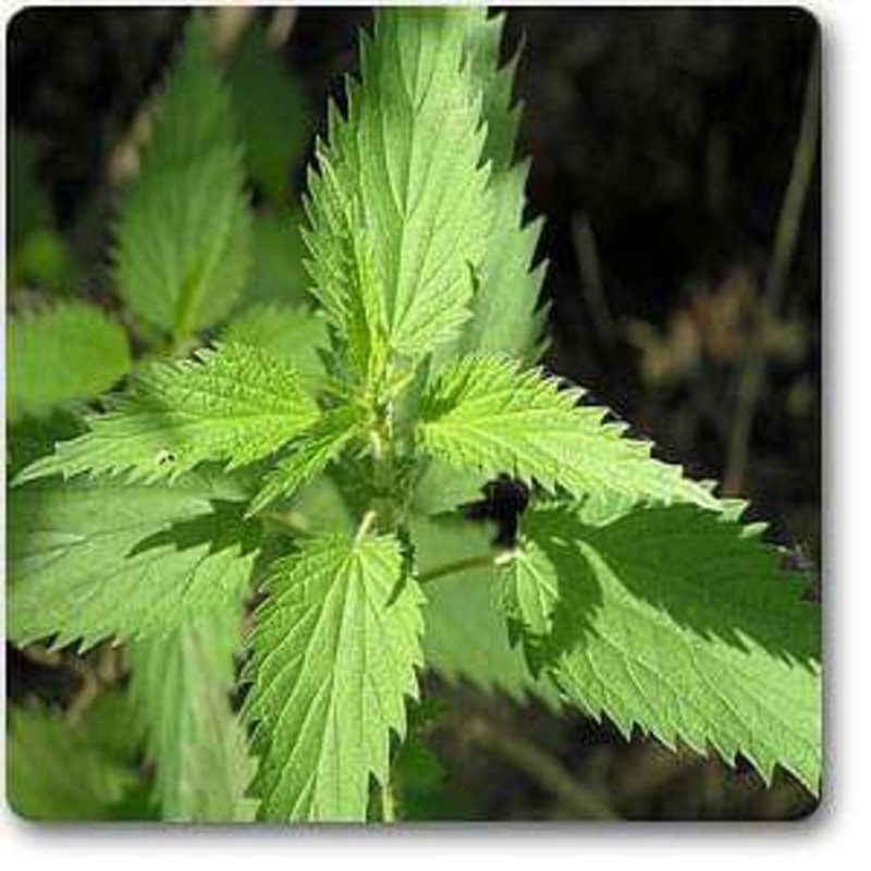 Stinging Nettles – Plant