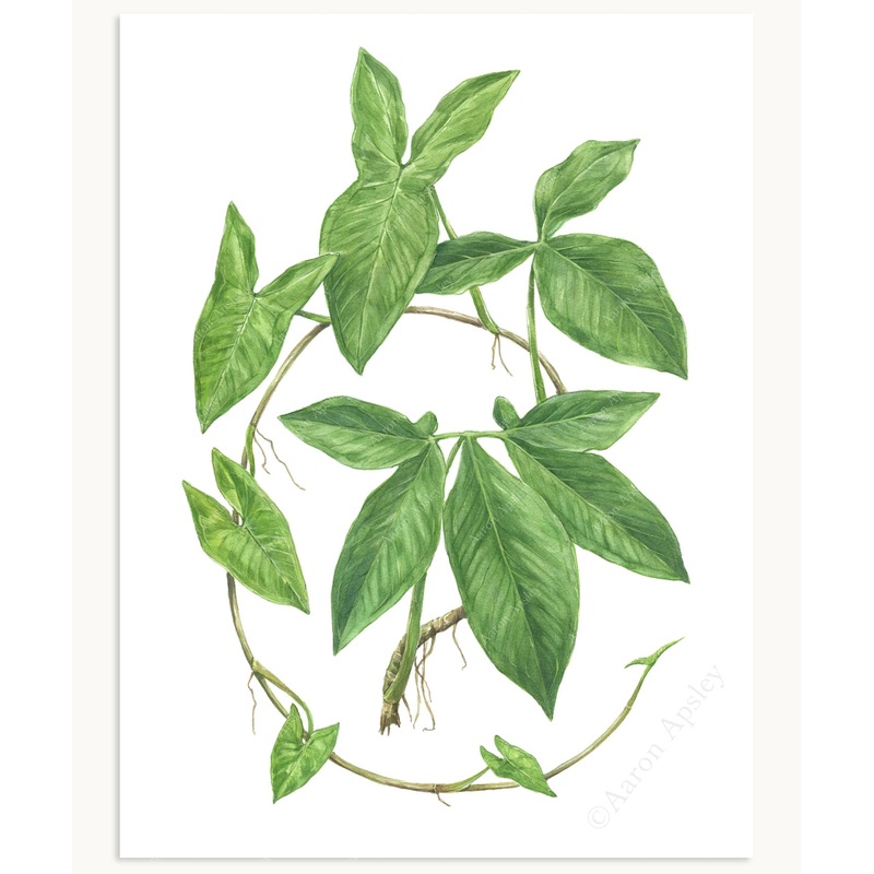 Syngonium podophyllum Print|8″x10″|11″x14″|12″x16″