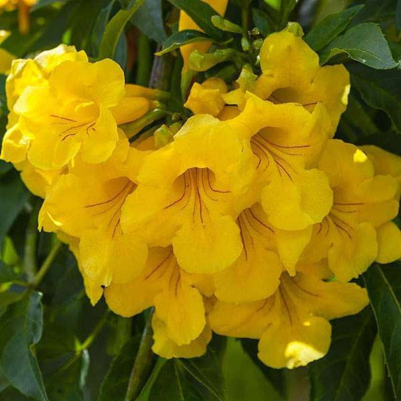 Tecoma, Trumpet Flower – 0.5 kg Seeds